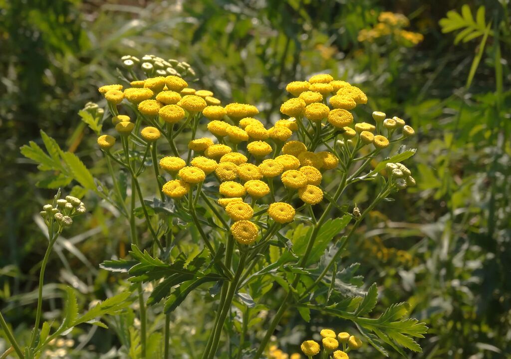 Tansija
